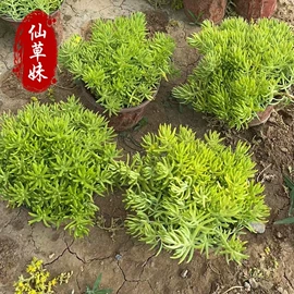 宿根花卉;一二年生花卉;灌木