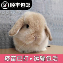 宠物兔活物茶杯长不大不咬人迷你侏儒儿童养猫猫兔荷兰垂耳兔活体