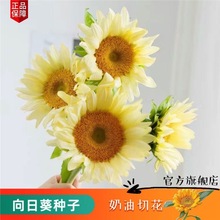 奶油向日葵种子矮生切花向日葵种子籽食用葵阳台室内外四季花种子