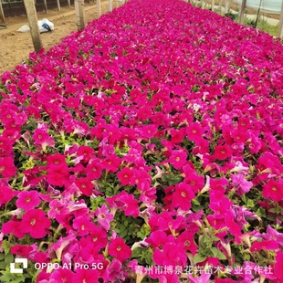 ����ţ�̶��Ѳʻ��ѕr���ݻ����c������Ҏ���R���ԕr���������l