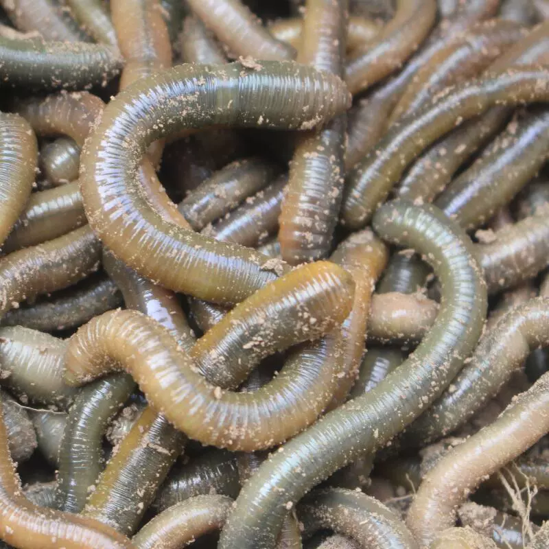 Черный земля worm свежая живая наживка рыбная ловля Хуанли зелёные земляworm вонючая наживка наживка бумага всесторонняя наживка