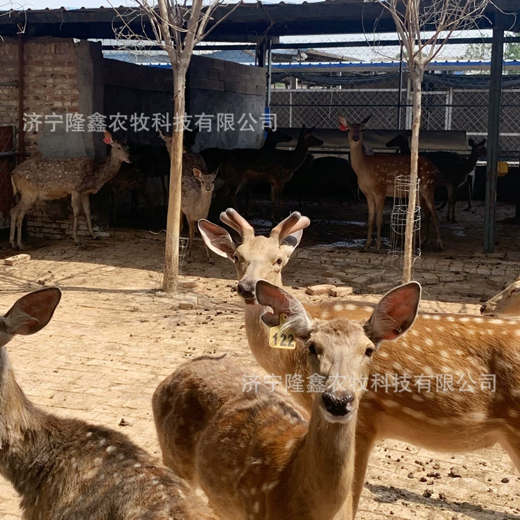 Есть ли поблизости пятнистая оленеводческая ферма?