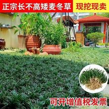 ���~����������ͥԺ�G��ֲ���ļ������������A�������ľ�L������