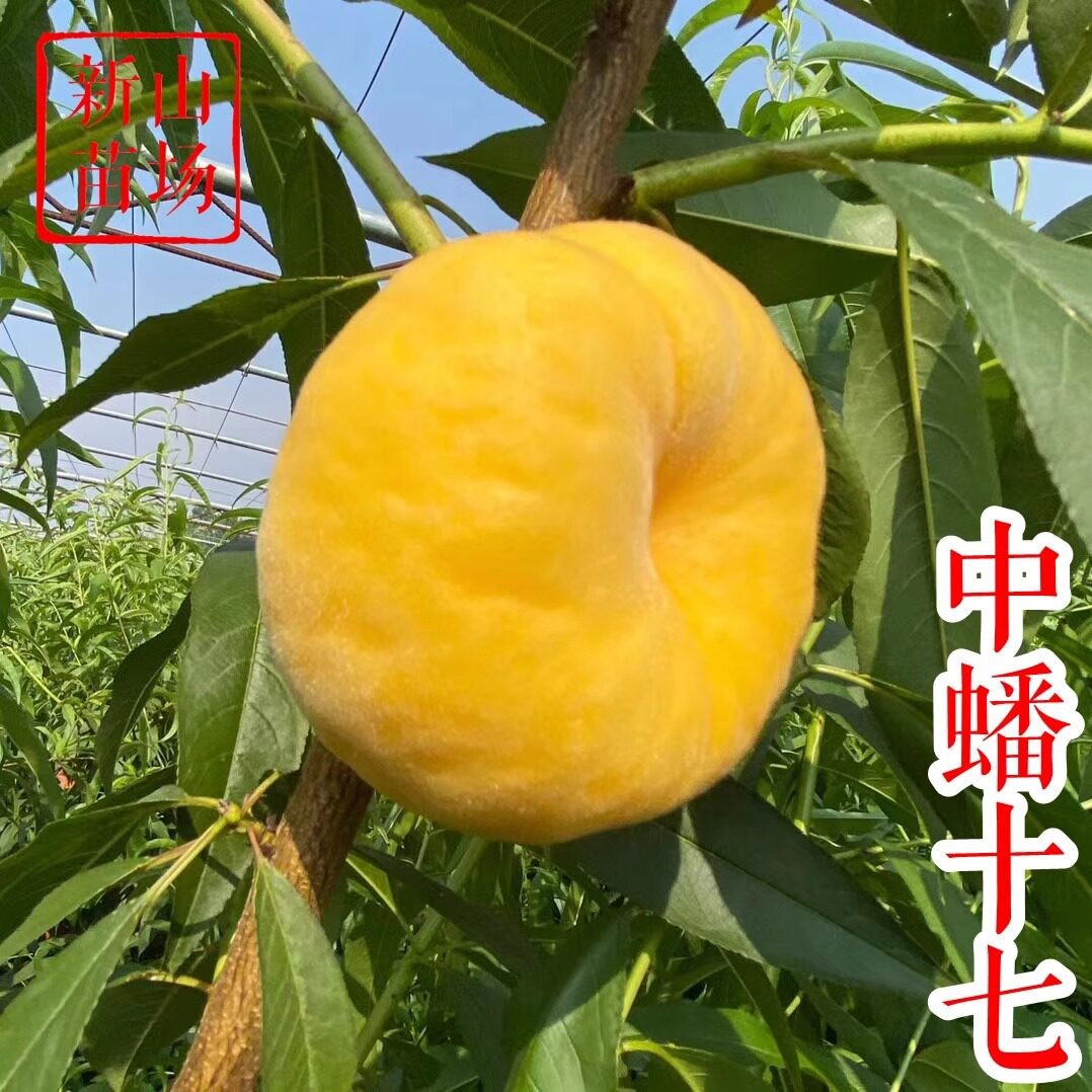 【中蟠17号桃苗】7月大果丰产南北主栽嫁接黄金蟠桃子树苗