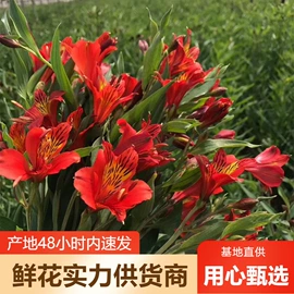 鲜切花;园艺工具;营养液