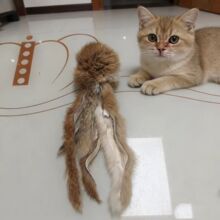 ����ë��צ�~��ë����߶�؈���ֹ������o���o����С؈��߿ɿ�ҧ