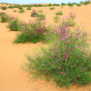 �����N�����ݷN�ӹ�ɳ��ľ�N�Ѽ�֦���S��ţ����Ϸ��L�^�p�ͲݷN