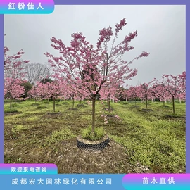 乔木;灌木;景观工程项目