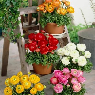 Buttercup Flowering Flower Buttercup Peony Root Double-Petaled Celery Leaf Peony Indoor Potted Bulb Flower Persian