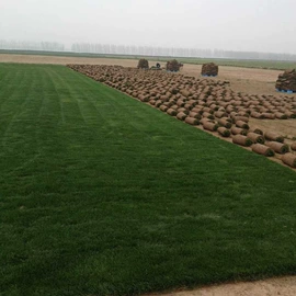 种子;乔木;园林果树