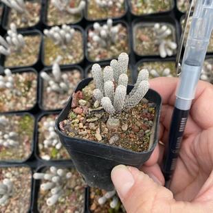 Mini Priest Immortal Pillar 6.5cm Pot Reference Cute Small Plant Multi-Head Group Ram Desktop