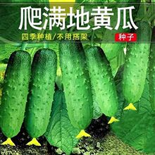 �M�����S�ϷN�ӟo���S�ϷN���S�ϷN���ļ��������߲˹����ϷN��