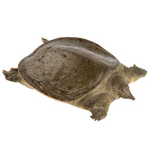 生态散养外塘户外甲鱼水鱼青黄背鲜活王八活体团鱼老鳖