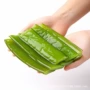 凉拌商用新鲜源头海白菜