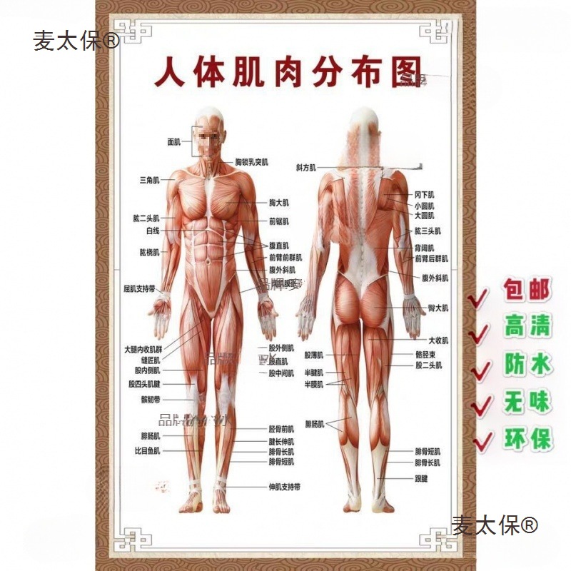 人体结构示意图分布图肌肉解剖院大挂图图示意图报麦太保