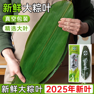 Zongzi Leaves, Rice Dumplings, Fresh Rice Dumplings, Vacuum Packaging, Dragon Boat Festival Rice Dumplings, Large Leaves, Wide Material, Large Rice Dumplings