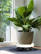 ���ƄӝL݆���ϵ������軨���бP��݆�f��݆�ױP�����ˮ�бP�Ӻ�