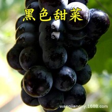 黑色甜菜早夏无核葡萄苗早熟甜葡萄树苖盆栽庭院南北方种植当年结