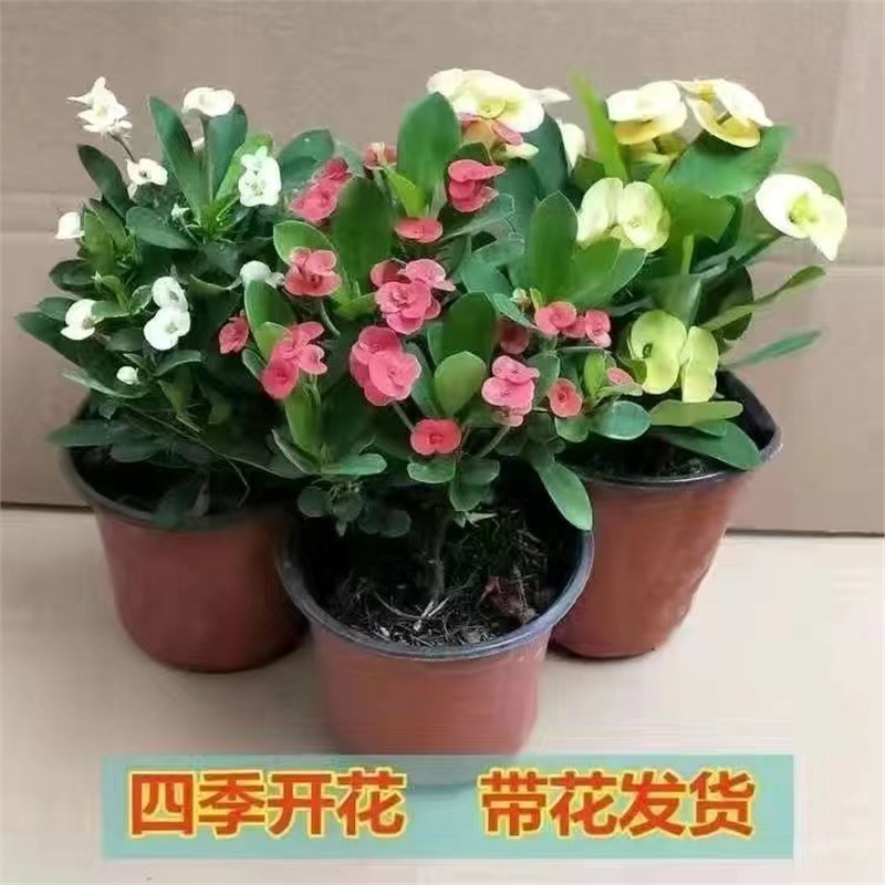 铁海棠虎刺梅盆栽四季开花不断带花苞植物室内外阳台客厅好养易活