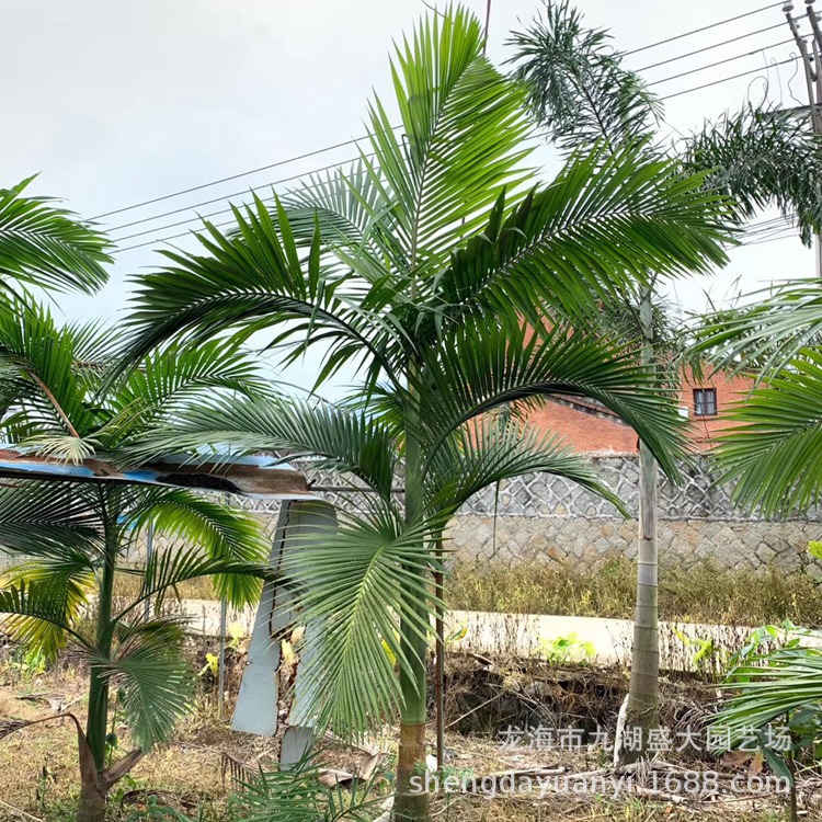 IMG_7612(20200628-173705)