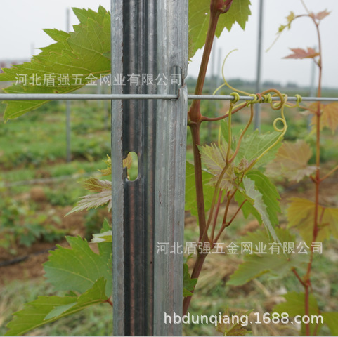 金属梅花型葡萄立柱葡萄架猕猴桃立柱防鸟网立柱山东省莱州市