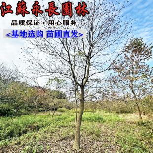 Wholesale of Black Tallow Trees, Black Tallow Saplings, Courtyard Planting, Ornamental Evergreen, Air Purification, Complete Specifications