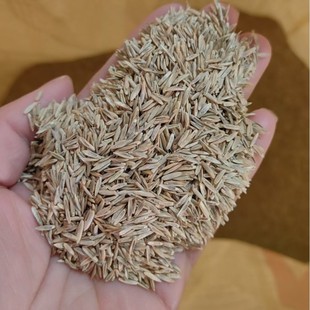 Sale of Rye Grass Seeds, Rye Grass Seeds, Pasture Seeds, Annual Rye Grass, Perennial Rye Grass