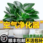 金钻盆栽植物铂金钻绿萝箩水培大叶绿植多肉办公室内懒人好养花卉