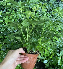 盆景;女士手提包;女士斜挎包