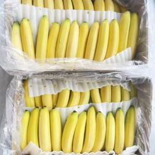 广西高山香蕉精品单根新鲜威廉斯香蕉薄皮南宁特产网套包装亚马逊
