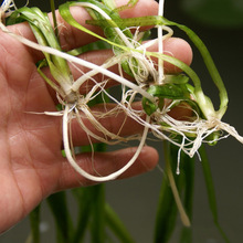 ���س��۰������ˮ��ֲ�� �ļ�����ˮ�w�G����� �rз�~���