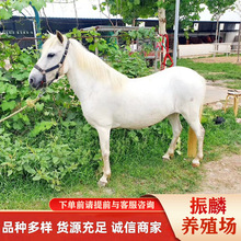 供应袖珍矮马 汉宫矮马 小矮马 骑乘马匹养殖场
