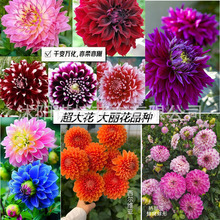大丽花种子春季花籽四季室外易活观赏花卉四季播种庭院草花种籽子