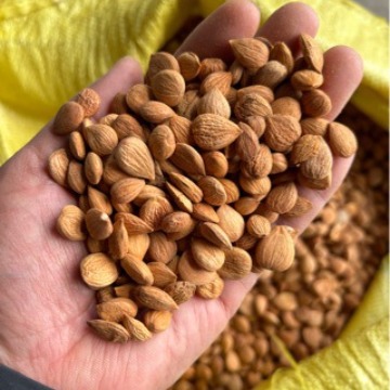 批发各种规格杏仁苦杏仁