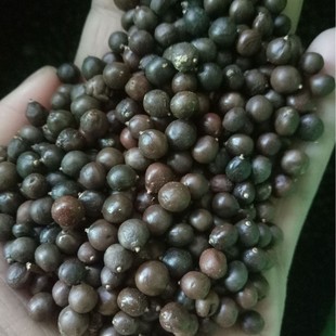 Supply of Huangshan Luan Seeds, Luan Tree Seeds, Nan Luan Tree Seeds Wholesale, Newly Harvested in the Same Year, Large Quantity and Excellent Price