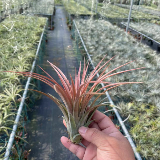 Victoria 8-14cm (random color