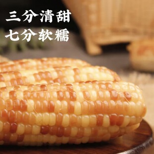 5��������p��{��ŴС�������r��ռ�ʳ���bճ��Ŵ�����ճ����