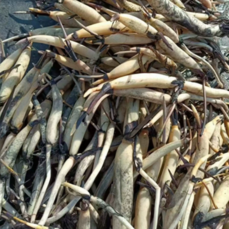 Четырехсезонный цветущий лотос, декоративный большой лотос для садового пруда в горшках, полный ассортимент красочных лотосов