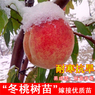 �Ҙ����ʳǷ��Ҙ���ˮ���Ҙ����S�Ҙ��箔��Y���ϱ����Nֲ����