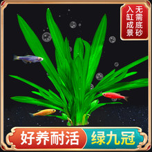 ˮ��ֲ���~�׌����쾰���~�G�Ź�ˮ��ˮ������ˮ�|�������Źڲ�