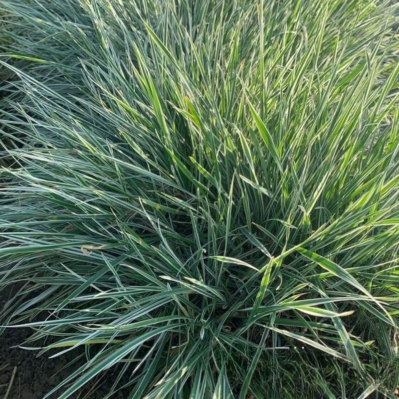 Происхождение Оптовая Цветок овсяная трава базовая цена декоративной травы многолетнее растение рум