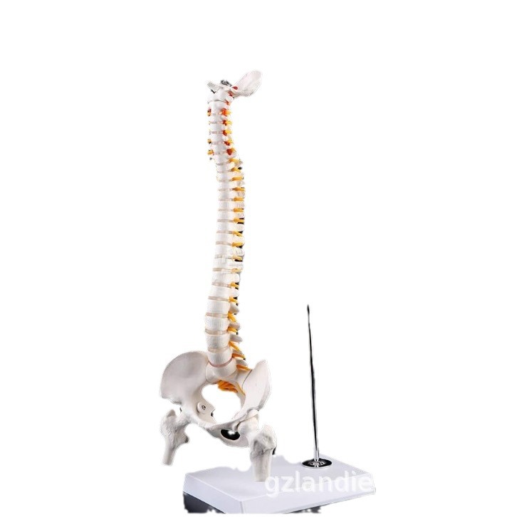 ����ʽ45CM���弹����������ȹ��񾭹���ģ�� ����׵ ��׵ģ��