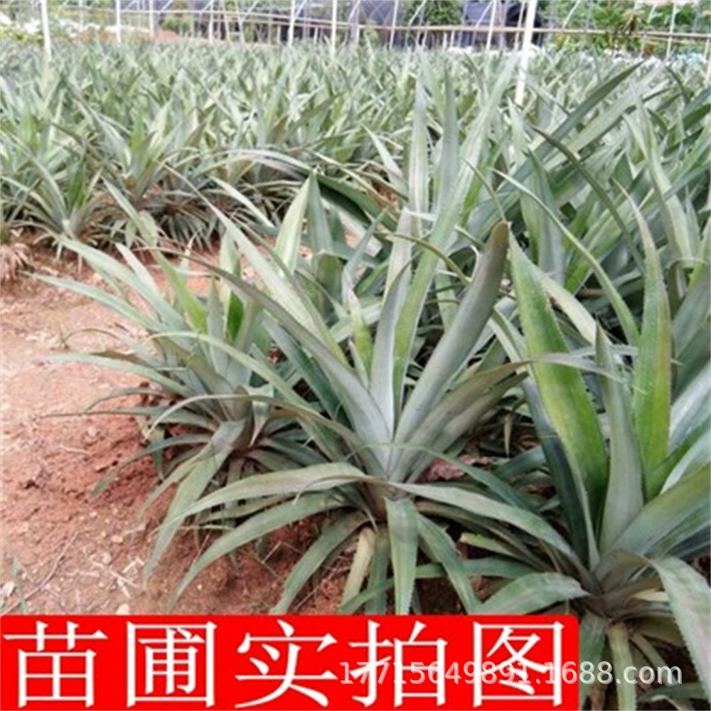 Ананасовое поле Ананас Рассада Золотой бриллиант № 17 Ананас Рука слеза Ананас Tainong № 4 Кирпич Горшок для рассады фруктового дерева