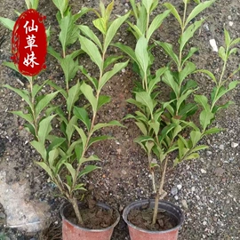 宿根花卉;一二年生花卉;灌木