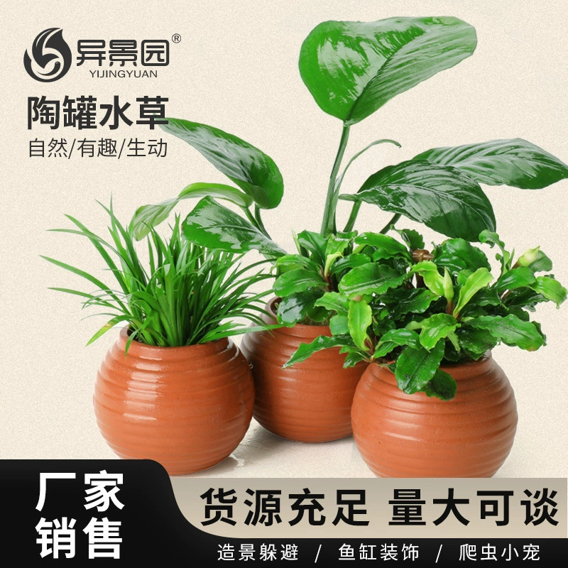 Аквариум аквариума для озеленения негативный кислородный