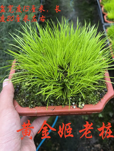 �S�����Ѳ��辰ˮ�฽ʯ�Gֲ���X��횖V���F��̦�҃�ˮ�Bֲ��