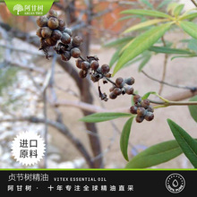 ���ʘ䲨��ؑ���侫��  Vitex agnus castus  �η����ͬF؛���l