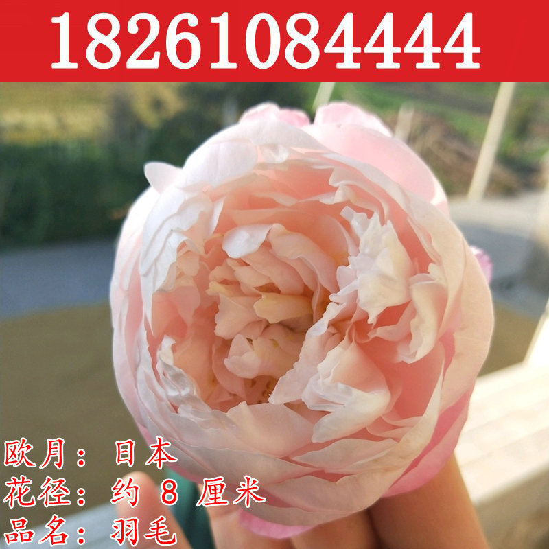 歐洲月季羽毛花苗河本純子盆栽庭院花園植物多季開花日月玫瑰花卉