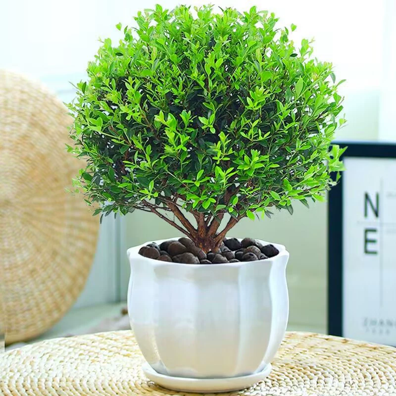 Малолистный красный нан-бонсай, старый сучок, офисное зеленое растение, комнатное растение в горшке, простое в уходе, всесезонное, вечнозеленое зеленое растение