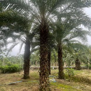 Fujian Yin Hai Zao Base Wholesale Middle East Sea Dates 4.5m Pole Palm Tree Price